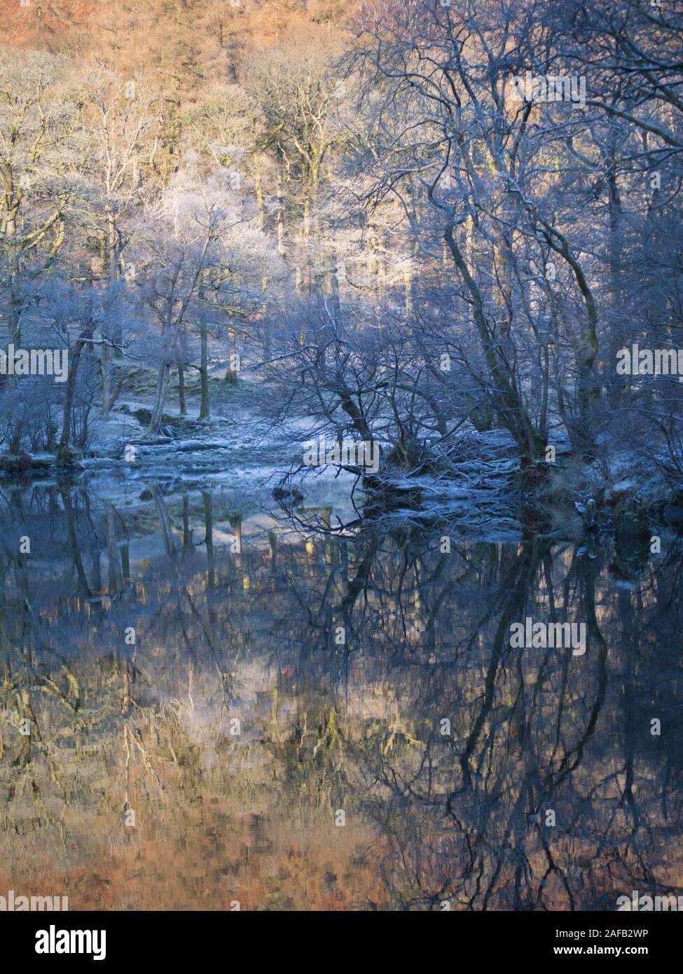 Reflections of trees on the River Derwent with hoar frost laced trees on a winter's day in Borrowdale, the Lake District, Cumbria, England. Stock Photo