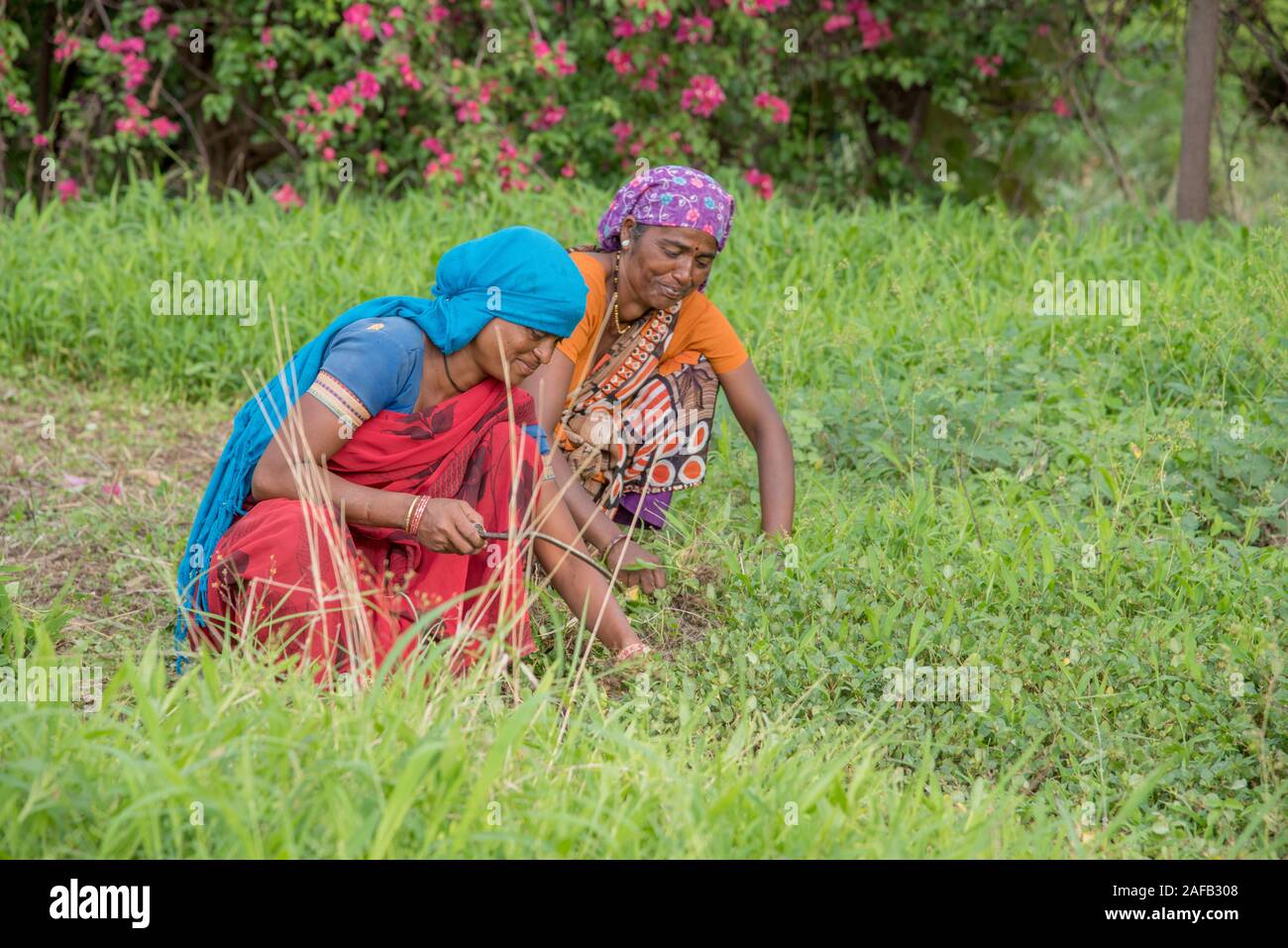 AMRAVATI, MAHARASHTRA, INDIA, JULY - 5, 2017: Unidentified woman worker working in the field, Gardening scene at park, woman worker cutting unwanted g Stock Photo
