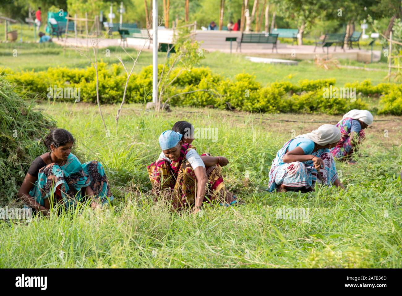 AMRAVATI, MAHARASHTRA, INDIA, JULY - 5, 2017: Unidentified woman worker working in the field, Gardening scene at park, woman worker cutting unwanted g Stock Photo