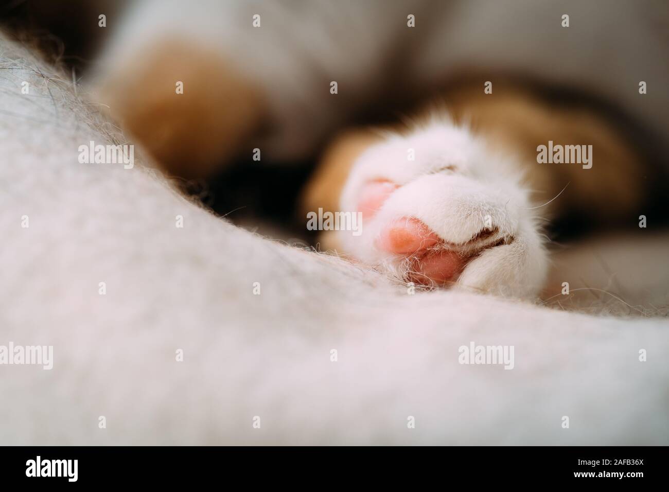 Extremely cute cat sleeping on the cat tree with pink fluffy hairy paw