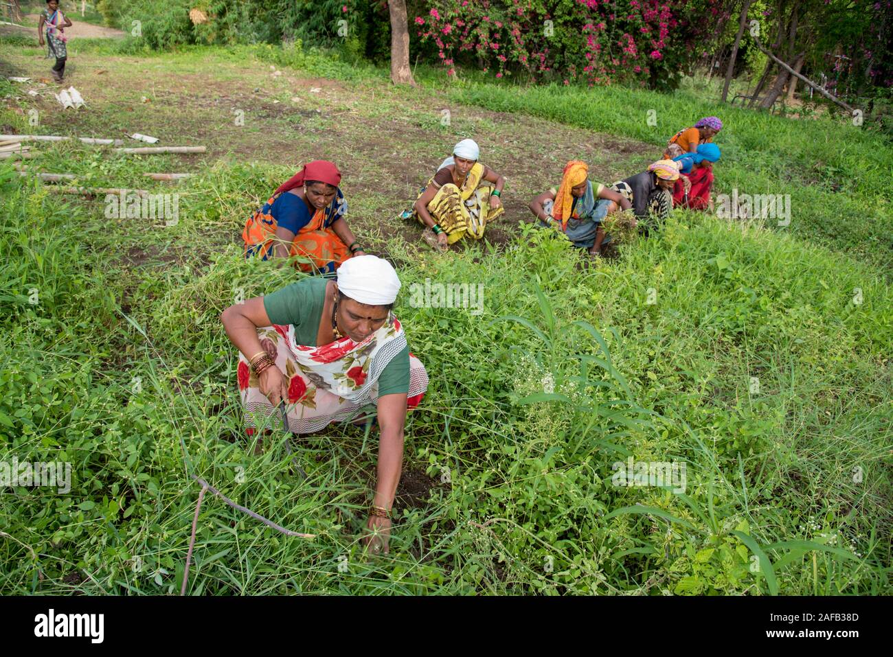 AMRAVATI, MAHARASHTRA, INDIA, JULY - 5, 2017: Unidentified woman worker working in the field, Gardening scene at park, woman worker cutting unwanted g Stock Photo