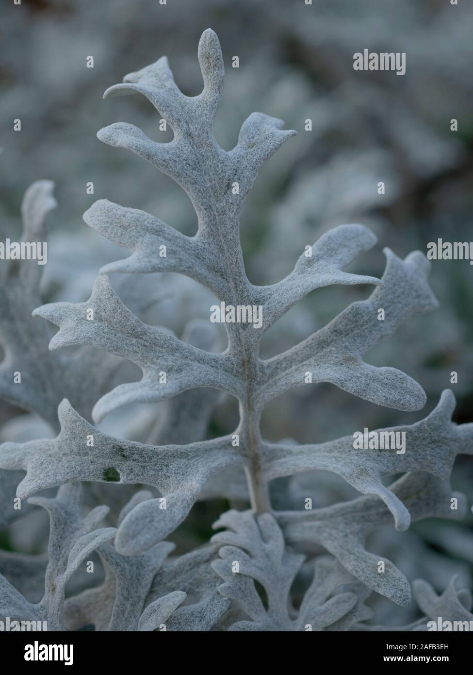 Closeup of a lobed pinnate leaf on a silver ragwort plant, Jacobaea maritima Stock Photo