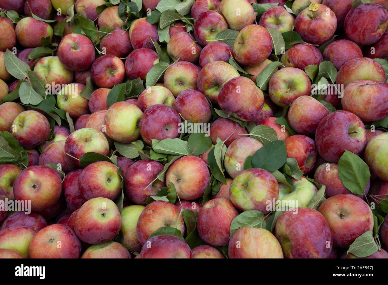 A pile of Cortland apples for sale at a farmers market Stock Photo Alamy