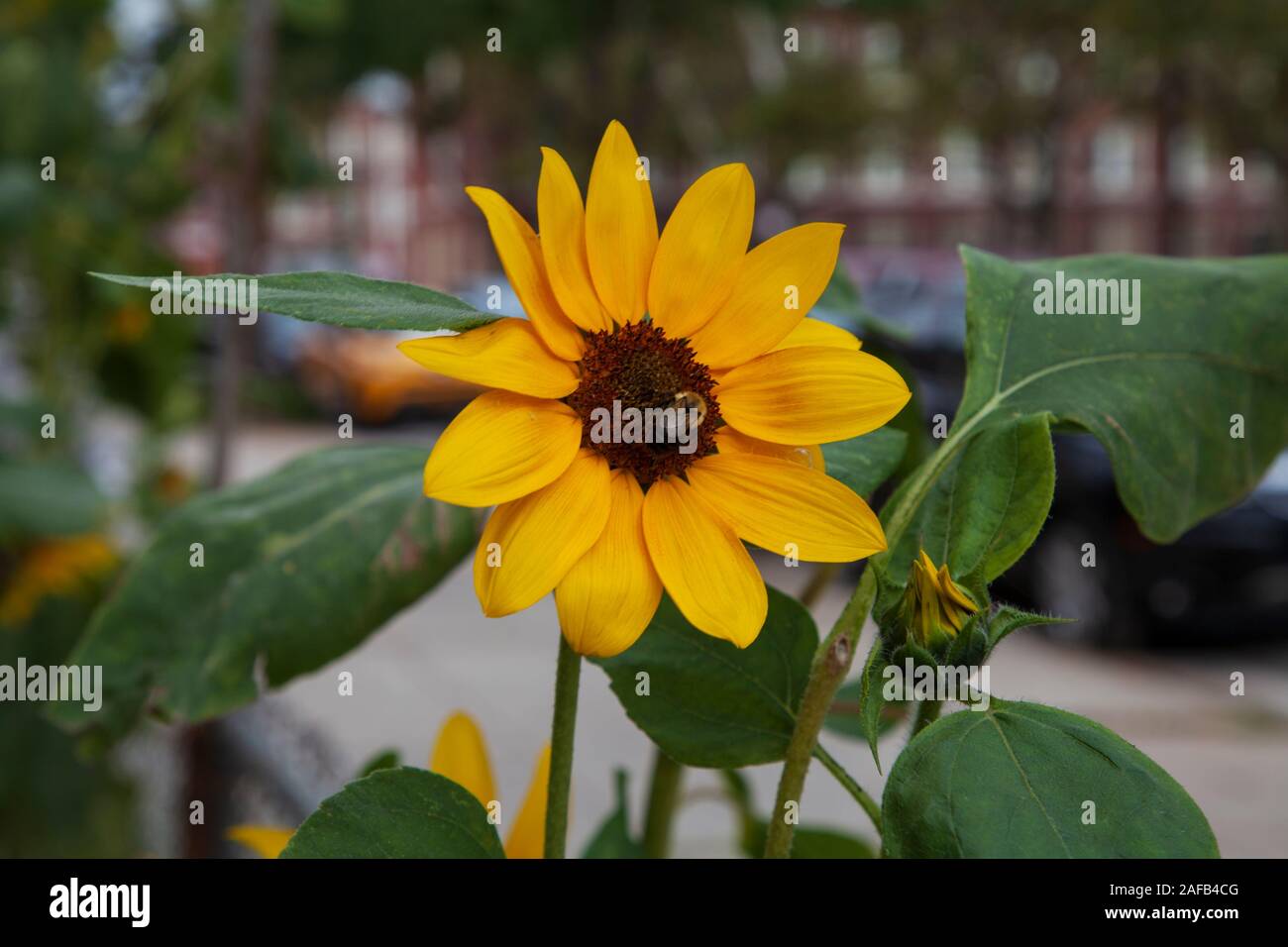 A bee on a sunflower on a city street in Astoria, Queens. Stock Photo