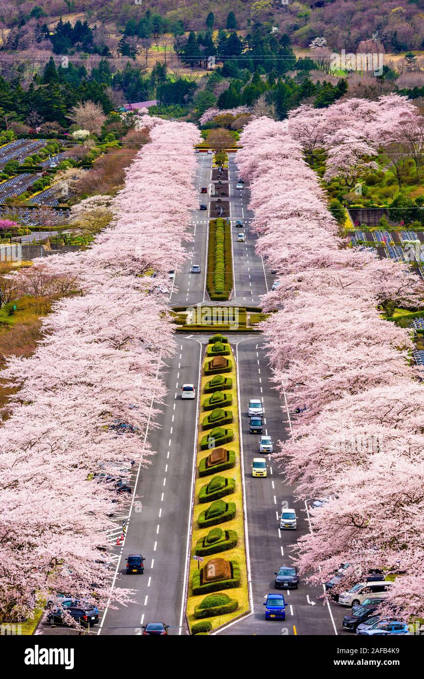 Fuji Reien Cemetery, Shizuoka, Japan in spring. Stock Photo