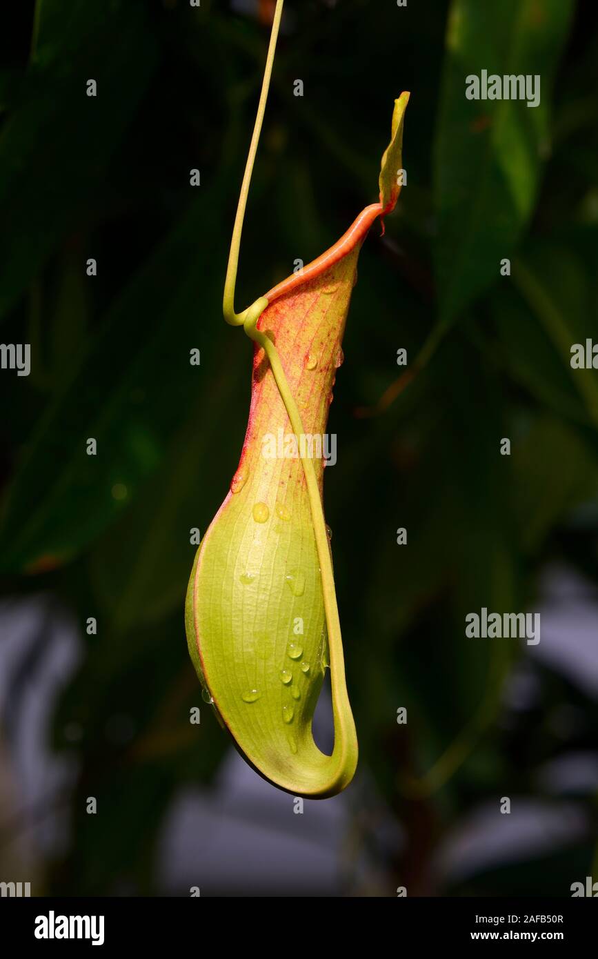 Geflügelte Kannenpflanze ( Nepenthes allata) Vorkommen Philippinen Stock Photo