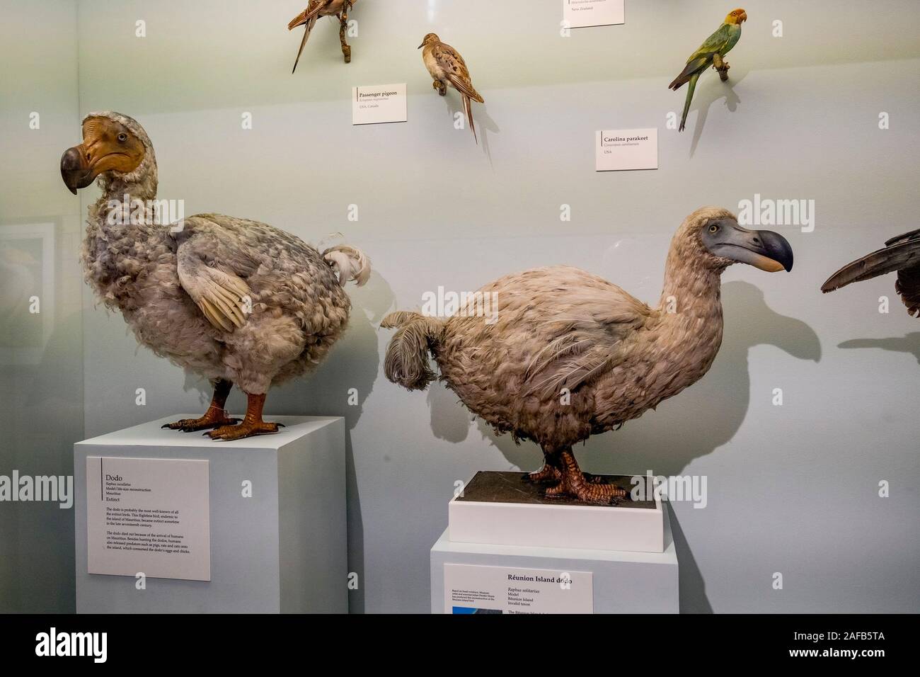 Dodo birds, Natural History Museum, London, England, UK Stock Photo