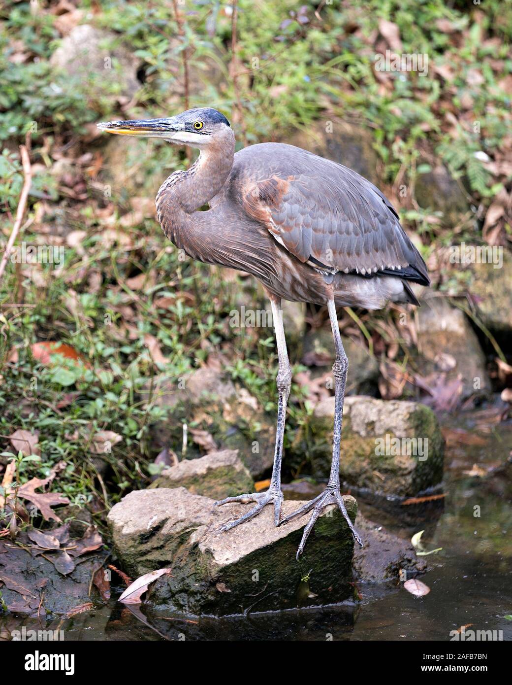 Blue Heron bird close-up profile view standing on a rock by the water with a foliage background in its environment and surrounding displaying its plum Stock Photo