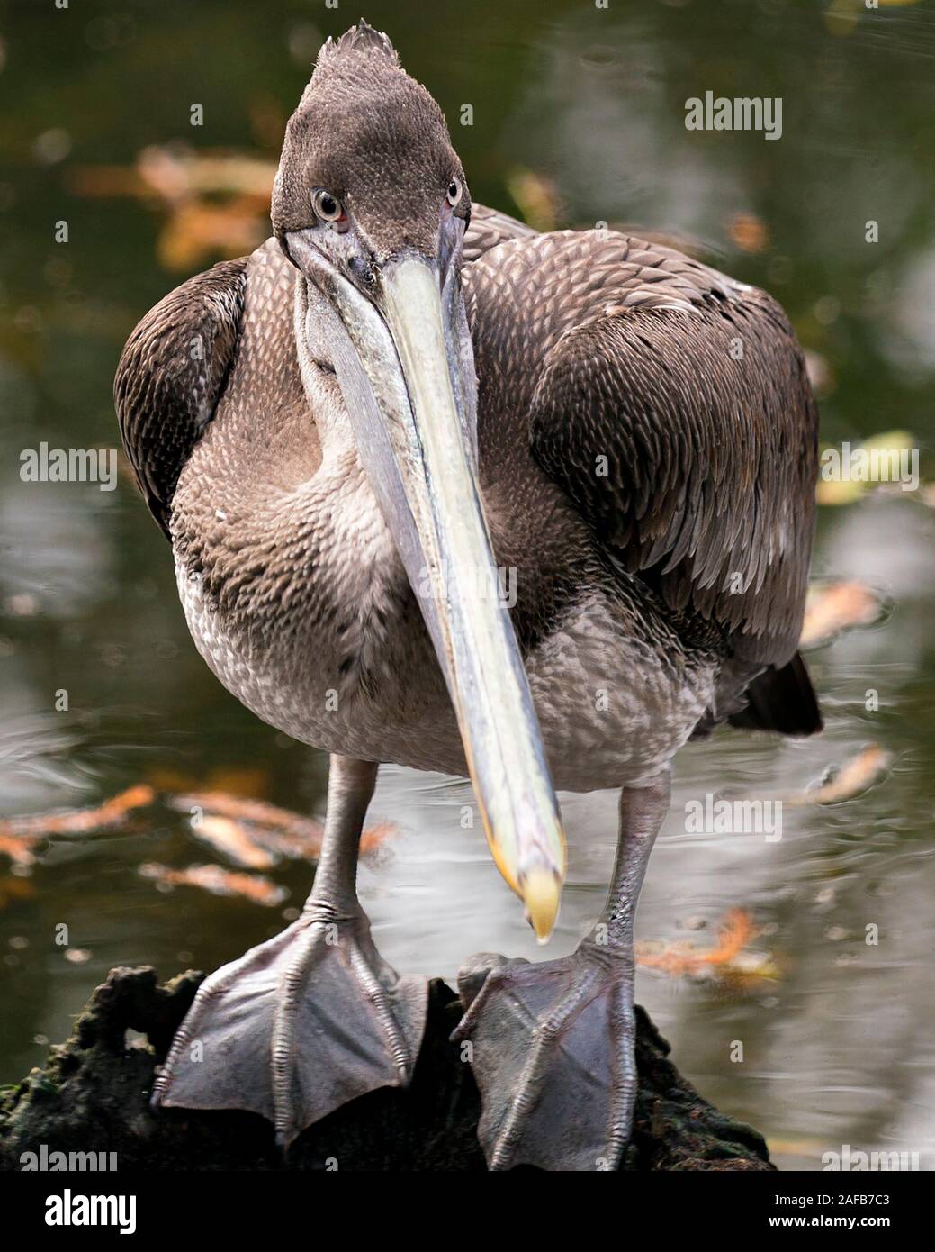 Juvenile Brown Pelican Hi res Stock Photography And Images Alamy juvenile-brown-pelican-hi-res-stock-photography-and-images-alamy