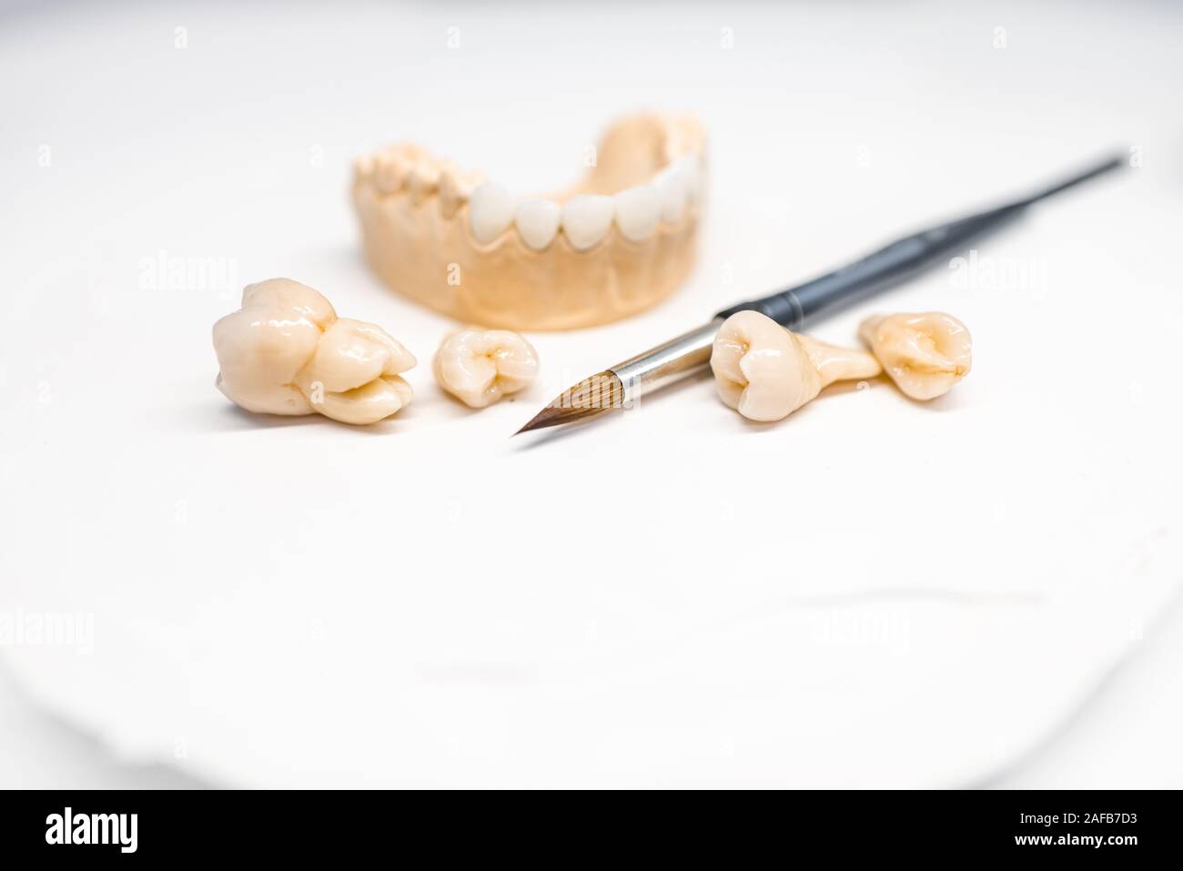 Closeup on plaster model of artificial jaw with teeth and paintbrush on the white background