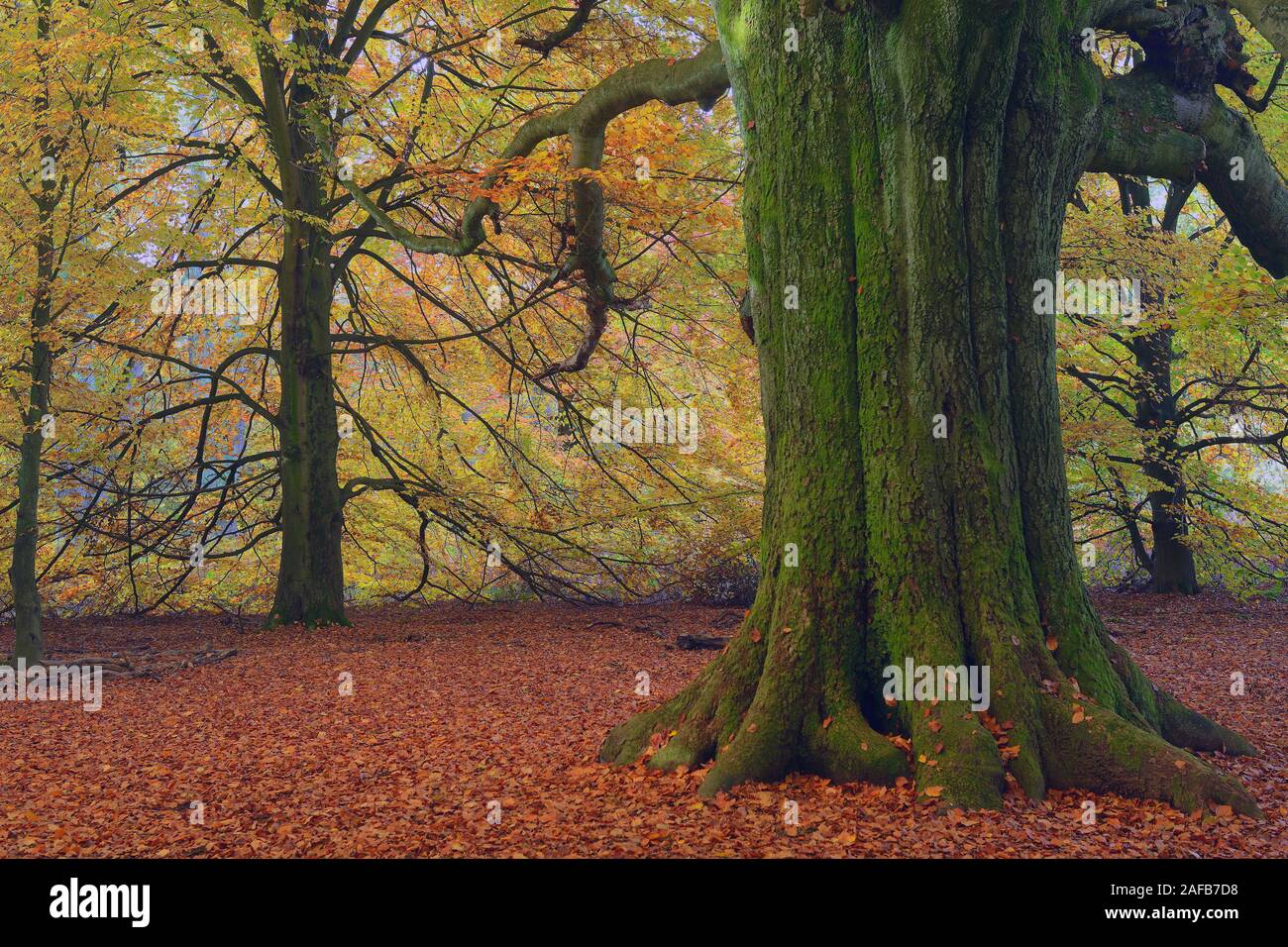 Bemooster Stamm einer alten Buche (Fagus) im Herbst, verfaerbte Blaetter im Gegenlicht, Urwald Sababurg, Hessen, Deutschland, Europa Stock Photo