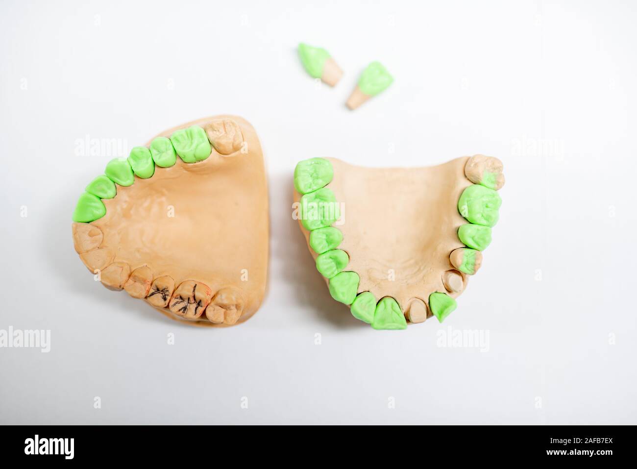 Plaster models of artificial jaw with teeth painted in green on the ...