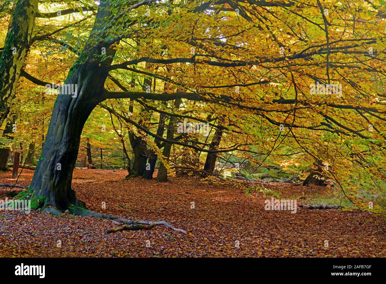 stimmungsvolle, herbstliche Lichtsituation mit Buchen (Fagus) , Urwald Sababurg, Hessen, Deutschland, Europa Stock Photo