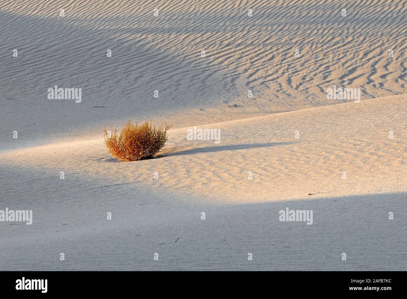 Mesquite Flat Dunes, bei Sonnenaufgang, Death Valley Nationalpark, Kalifornien, USA Stock Photo