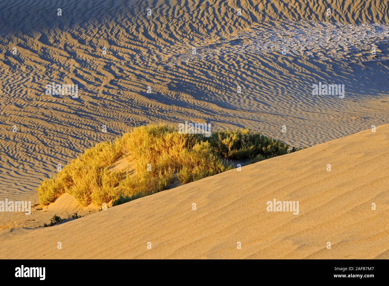 Mesquite Flat Dunes, bei Sonnenaufgang, Death Valley Nationalpark, Kalifornien, USA Stock Photo