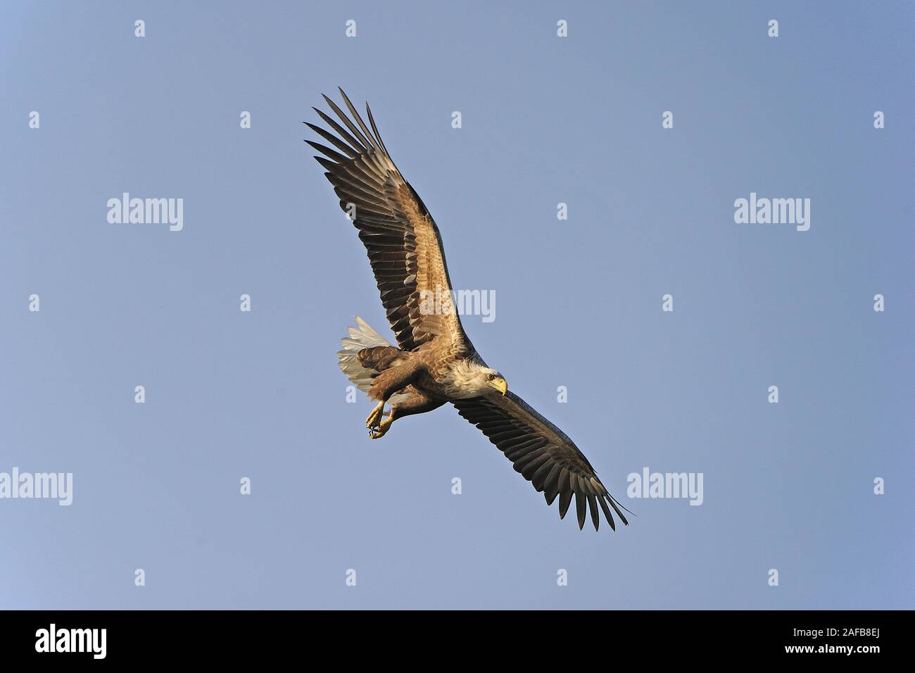 Seeadler, Maennchen , adult  (Haliaeetus albicilla) fliegend Stock Photo