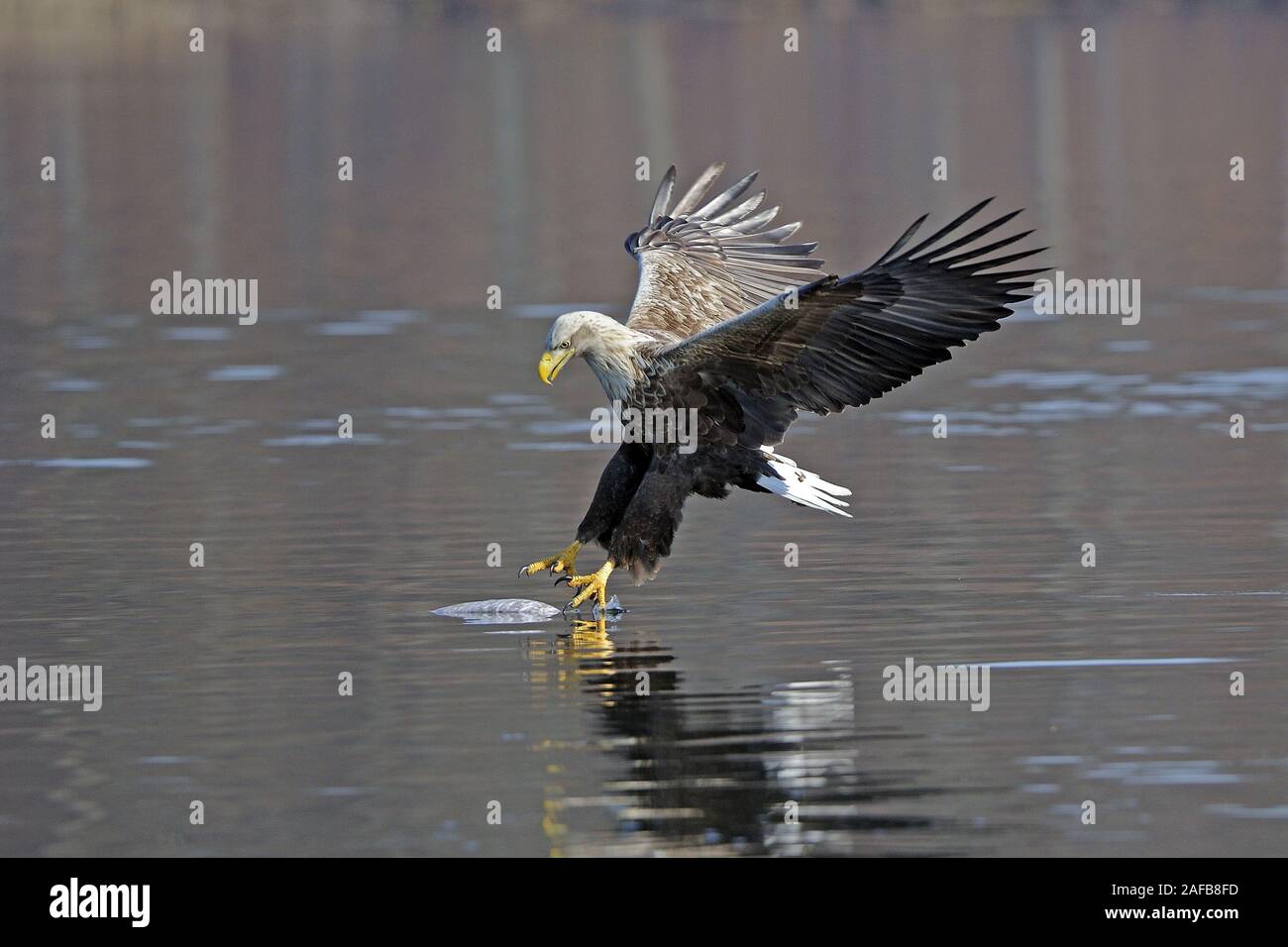 Seeadler, Maennchen, adult (Haliaeetus albicilla) jagend Stock Photo