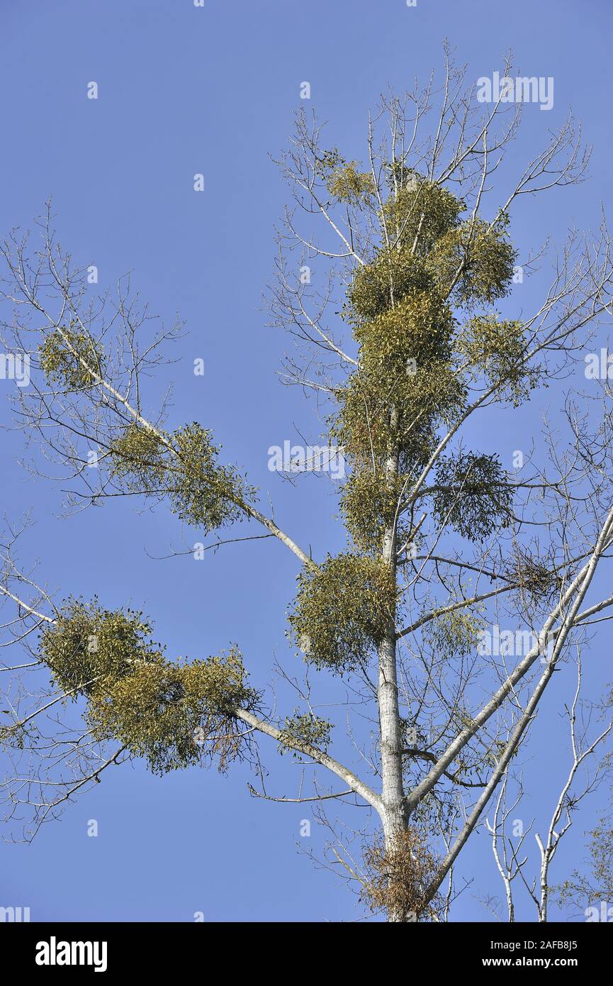 Baum mit Mistel, Viscum album Stock Photo Alamy