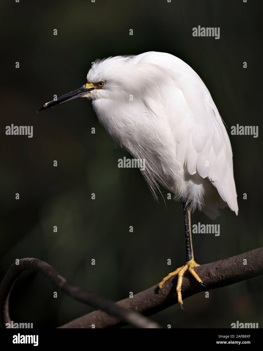 Snowy Egret close up profile view perched on branch displaying white plumage, head, beak, eye, feet in its environment and surrounding with a backgrou Stock Photo
