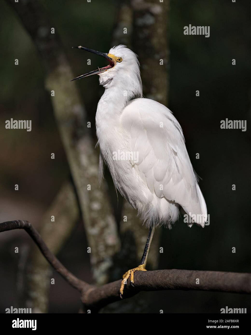 Snowy Egret close up profile view perched and shouting, singing, displaying white plumage, head, beak, eye, feet in its environment and surrounding wi Stock Photo