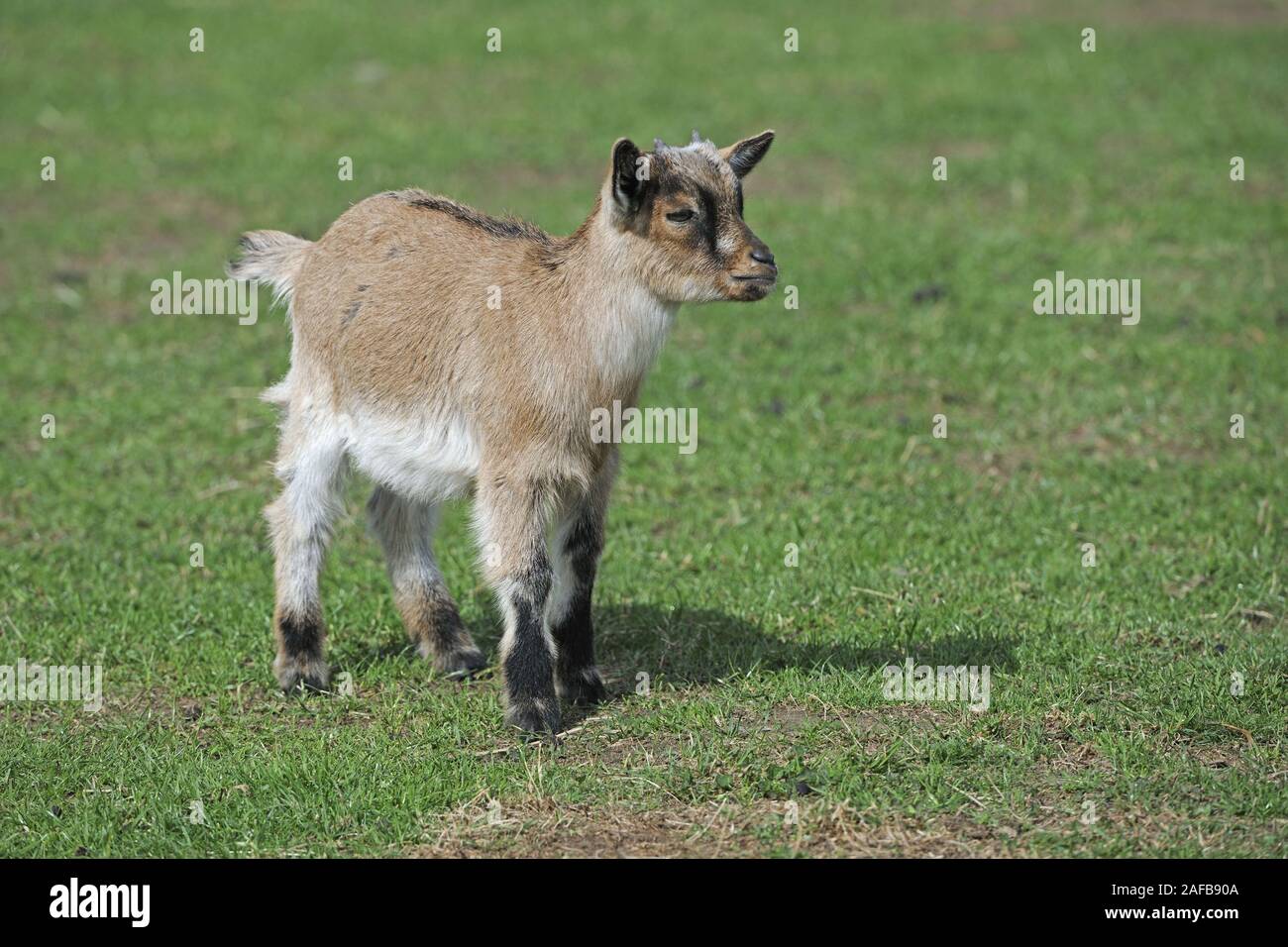 Hausziege (Capra aegagrus hircus) , Jungtier Stock Photo