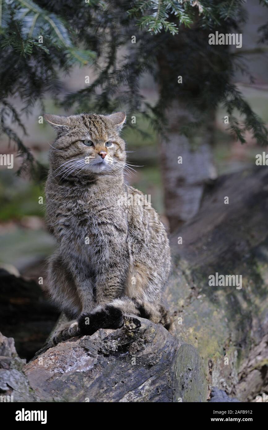 Wildkatze, Felis silvestris Stock Photo