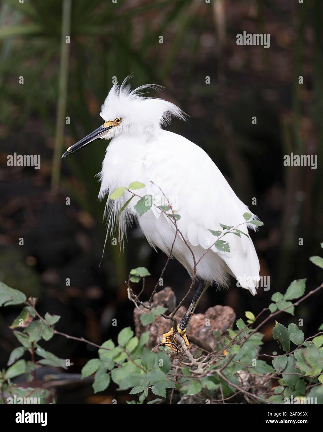 Snowy Egret close up profile view perched on branch displaying white plumage, fluffy plumage, head, beak, eye, feet in its environment and surrounding Stock Photo