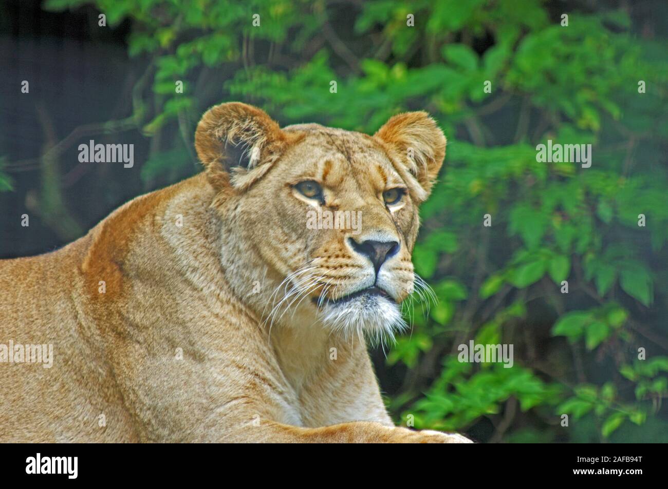 Barbary Lion, Panthera Leo Leo, North Africa Stock Photo