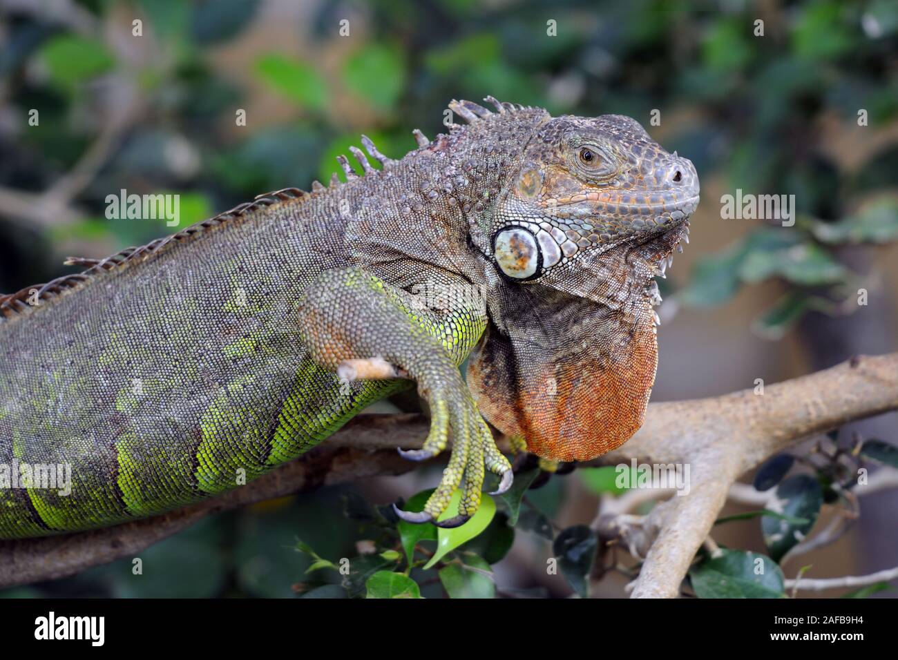 gruener Leguan, Iguana iguana Stock Photo