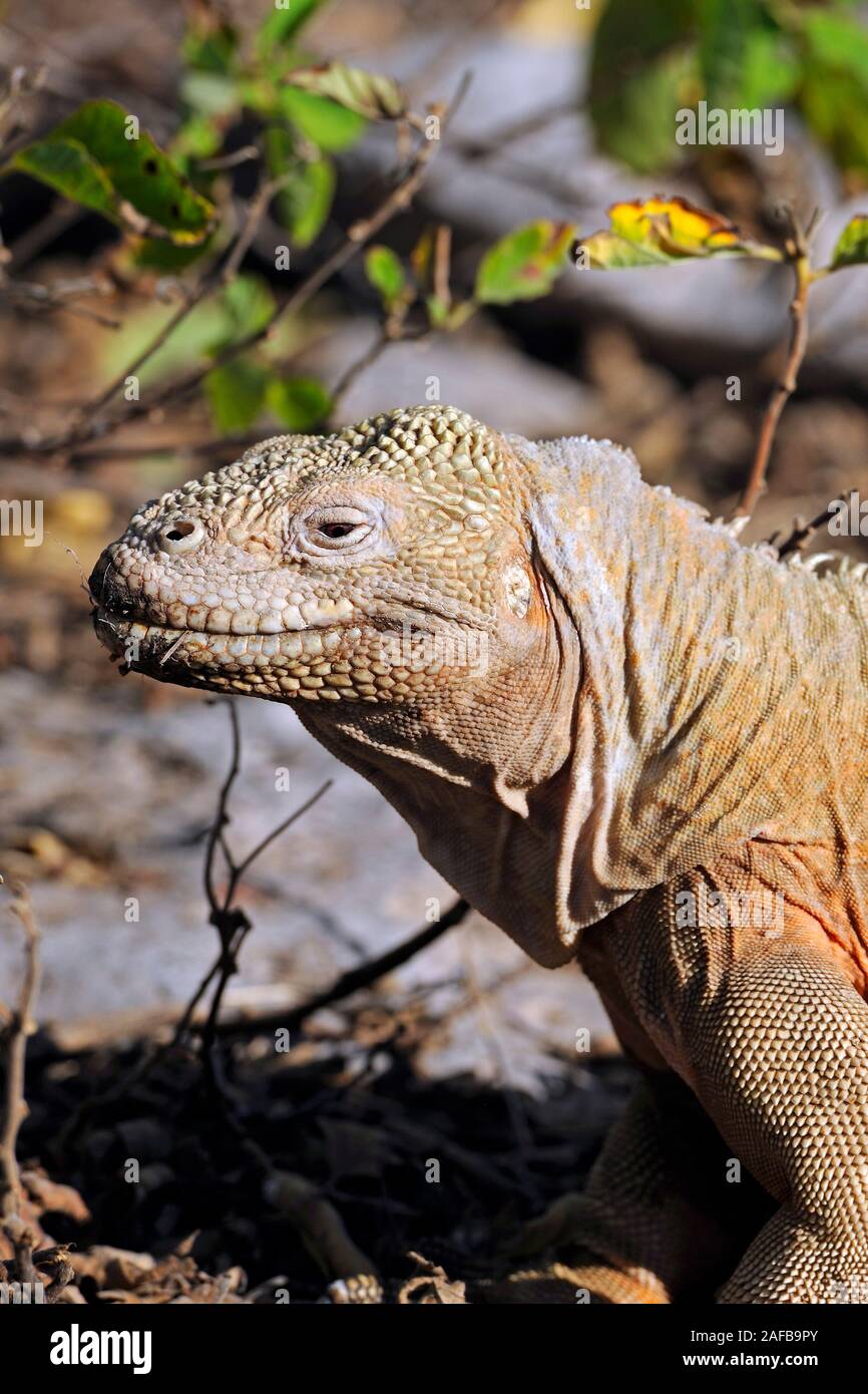 Drusenkopf (Conolophus subcristatus),Galapagos Landleguan , Unterart der Insel Santa Fe, Galapagos, Unesco Welterbe,  Ecuador, Suedamerika Stock Photo