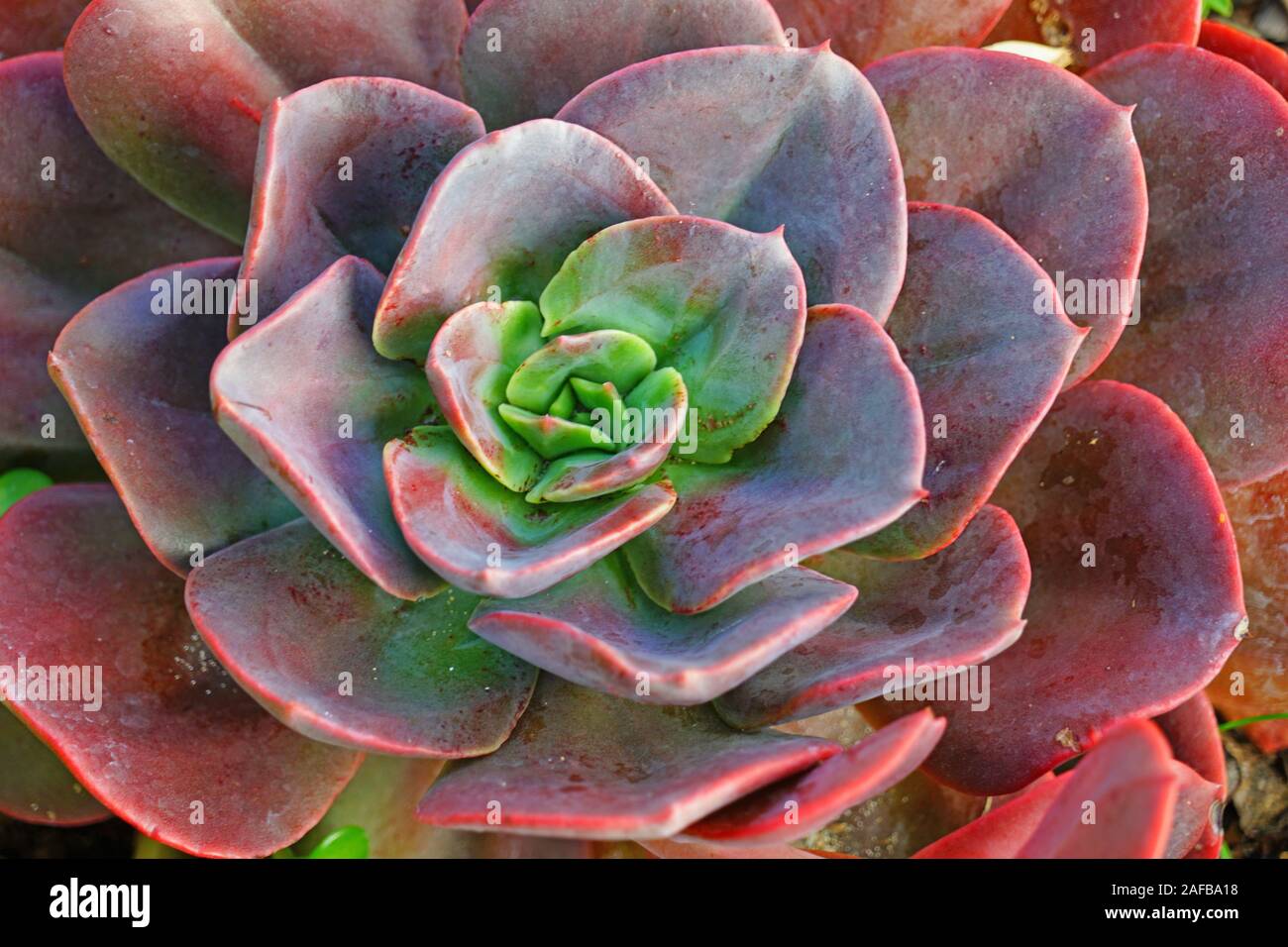 Green And Purple Rosette Of Succulent Plant Stock Photo Alamy
