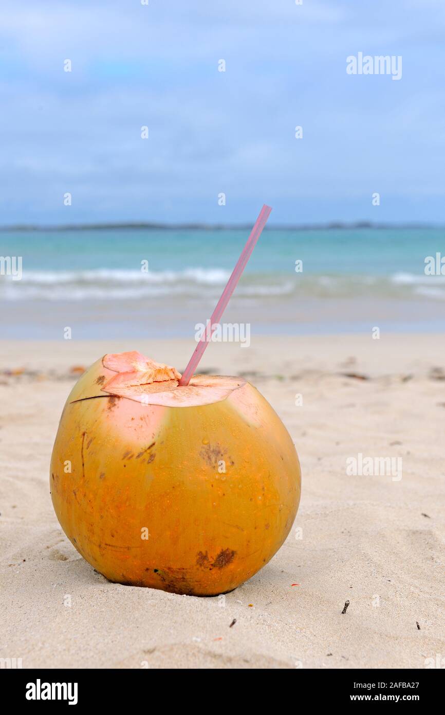 Kokosnuss mit Trinkhalm steht an einem tropischen Strand Stock Photo