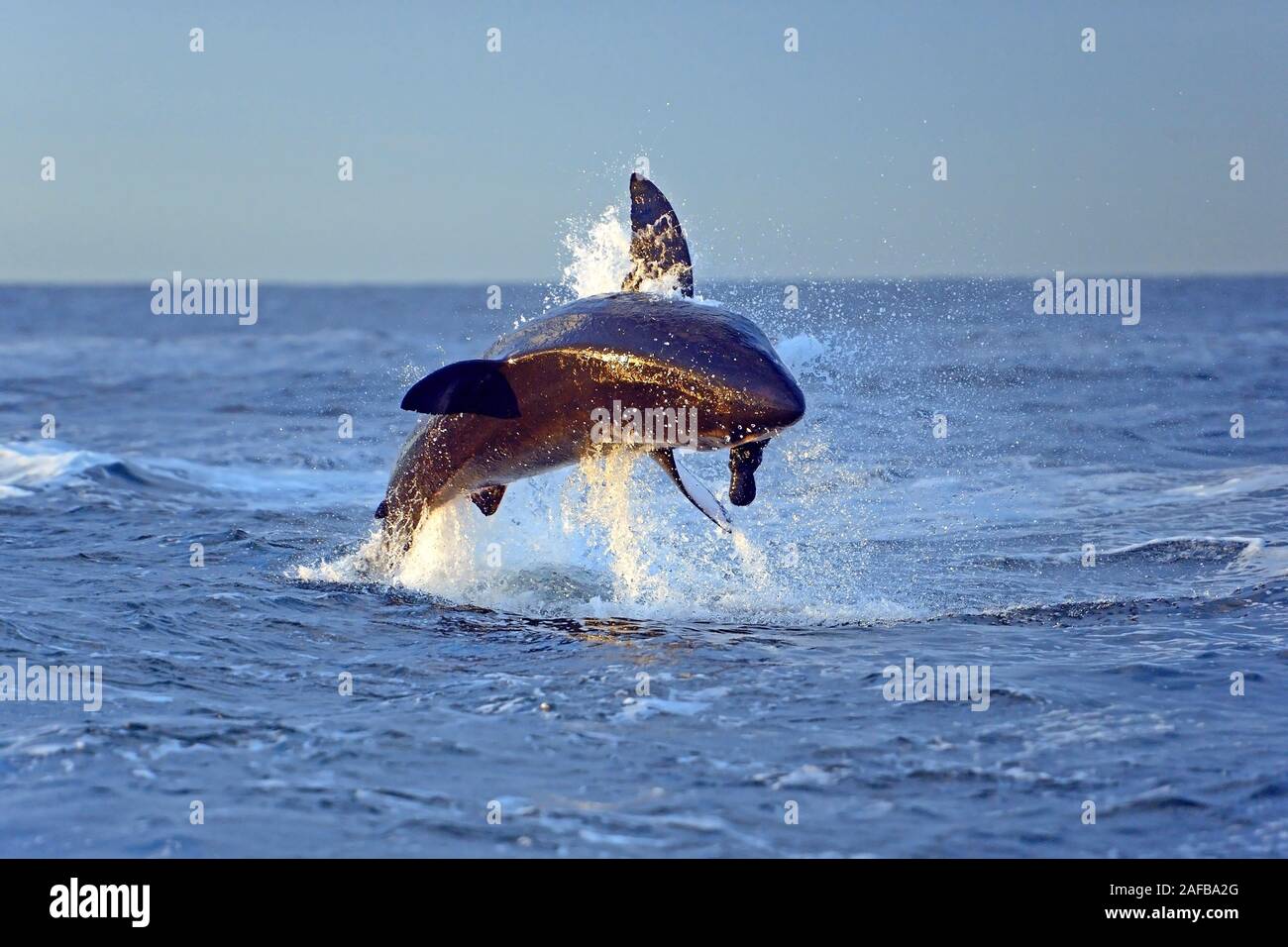 Der Weisse Hai (Carcharodon carcharias), nach Beute jagend, Seal Island, False Bay, Simons Town bei Kapstadt, West Kap, Western Cape, Suedafrika, Afri Stock Photo