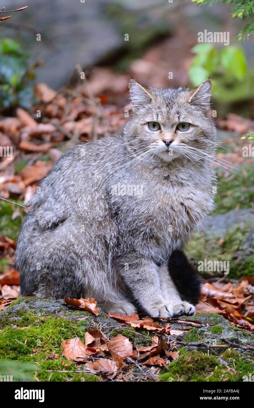 Wildkatze (Felis silvestris), captive,  Bayern, Deutschland Stock Photo