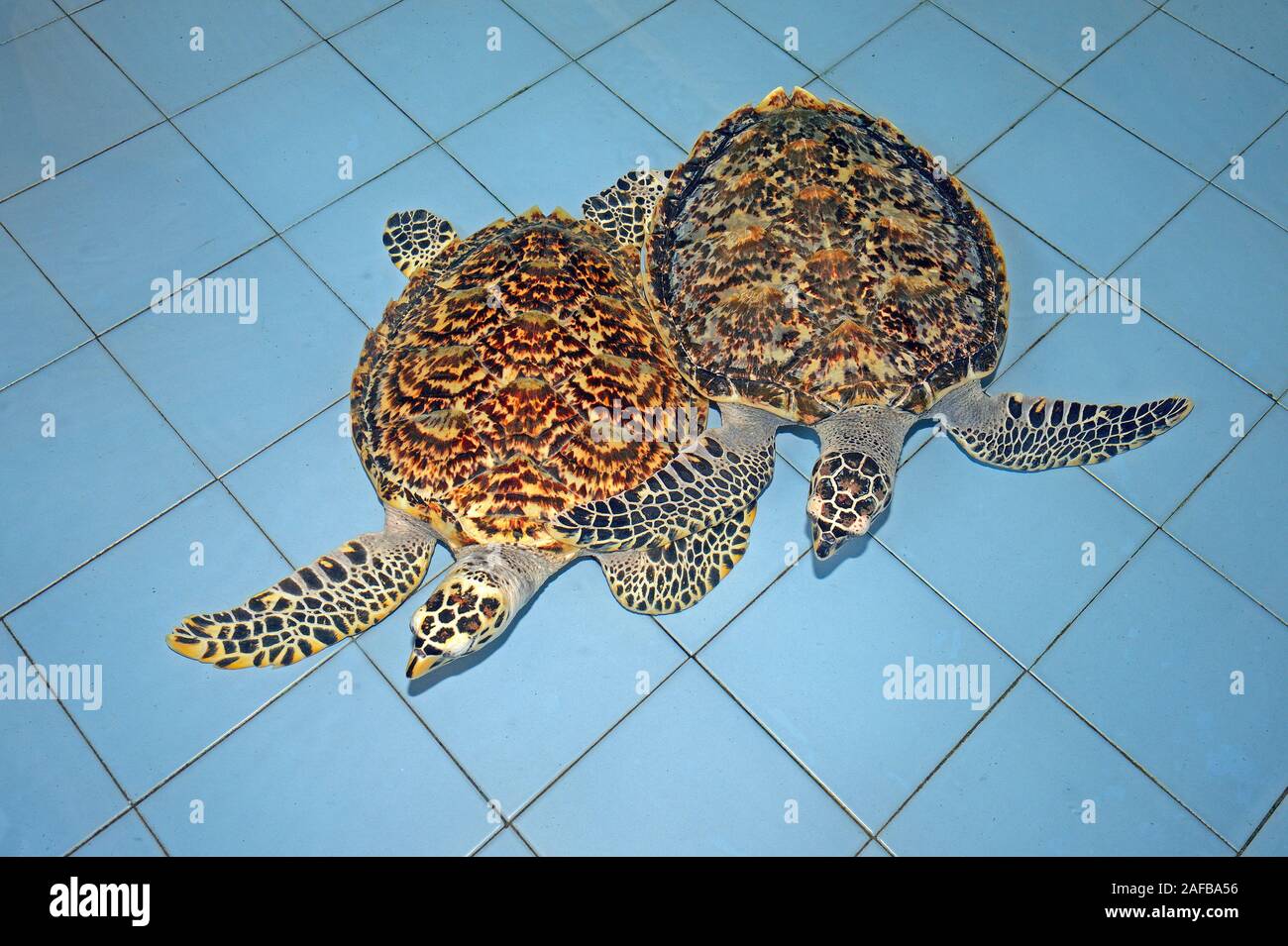 2 ca. 2 Jahre alte echte Karettschildkröten (Eretmochelys imbricata) in einer Aufzuchtstation auf Bali, Indonesien Stock Photo