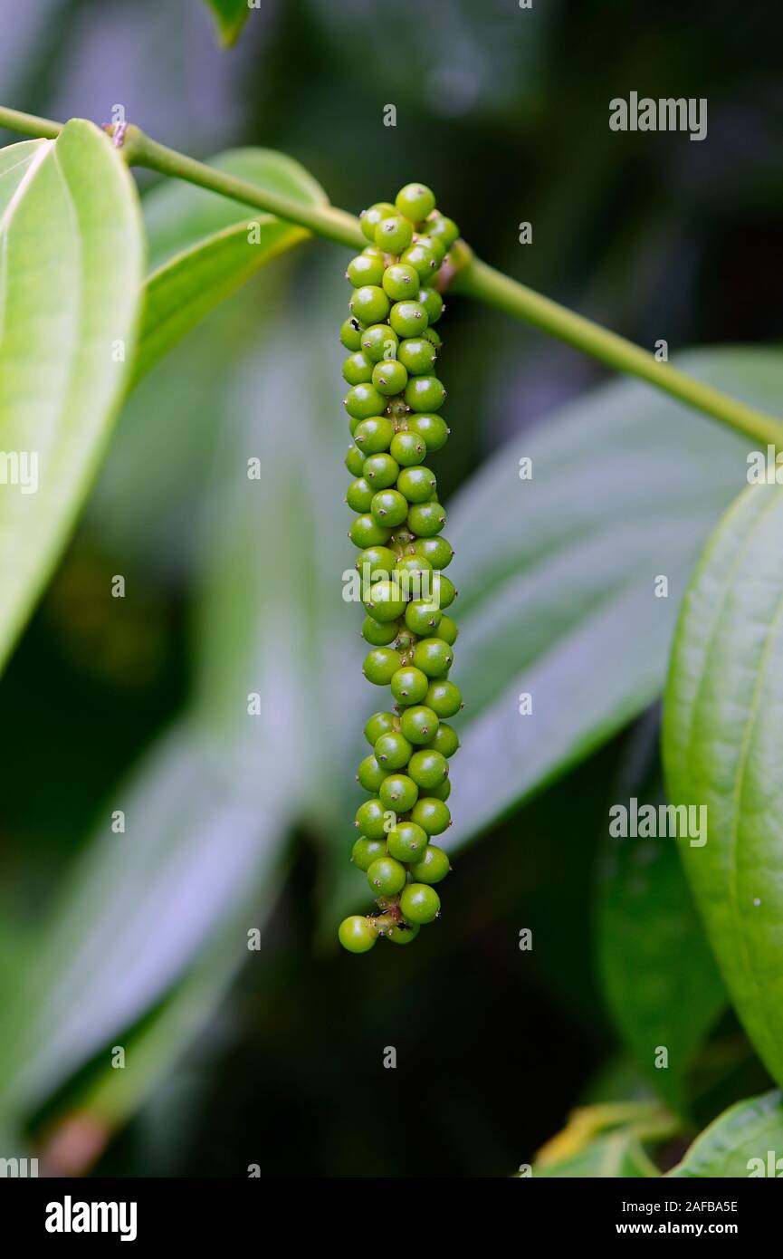 Pfefferstrauch Piper Nigrum Schwarzer Pfeffer Hi res Stock Photography Pfefferstrauch Piper Nigrum Schwarzer Pfeffer Hi res Stock Photography