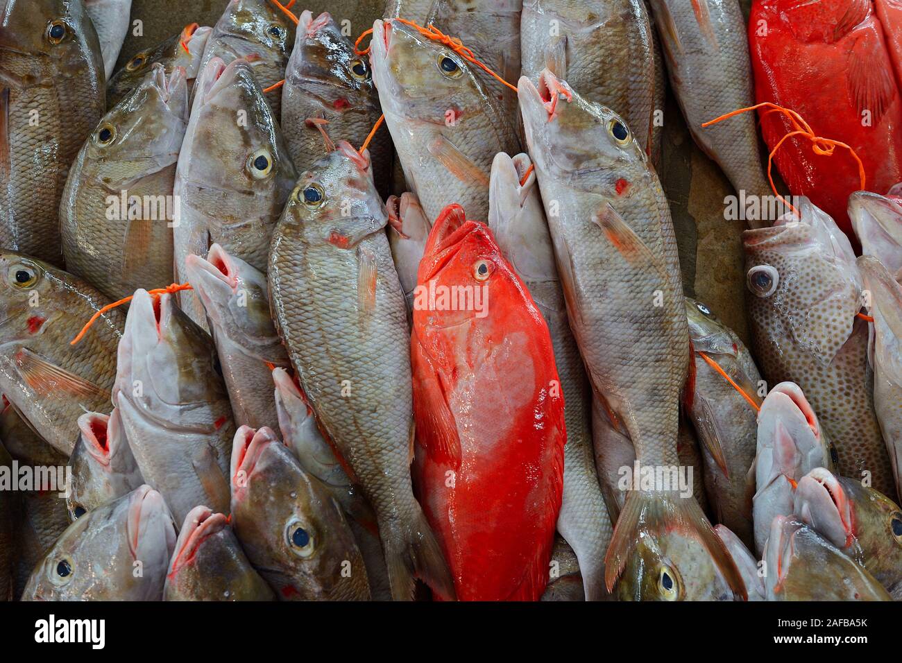 Frisch gefangene Fische zum Verkauf, Fischmarkt im Sir Selwyn Selwyn-Clarke Markt, Victoria, Insel Mahe, Seychellen               Frisch gefangene Fis Stock Photo