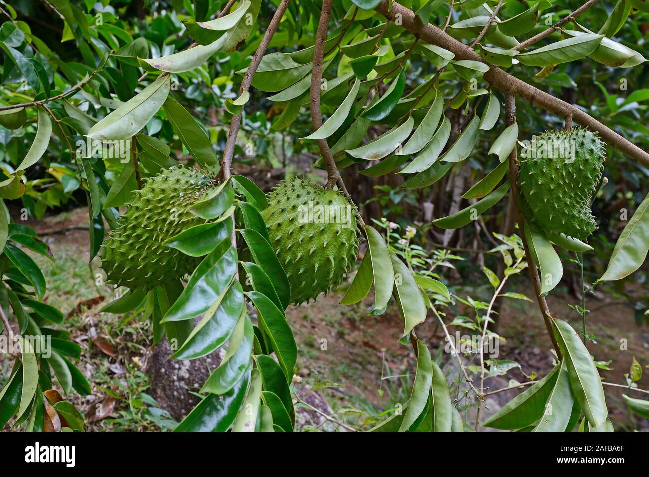 Annona muricata hi-res stock photography and images - Alamy