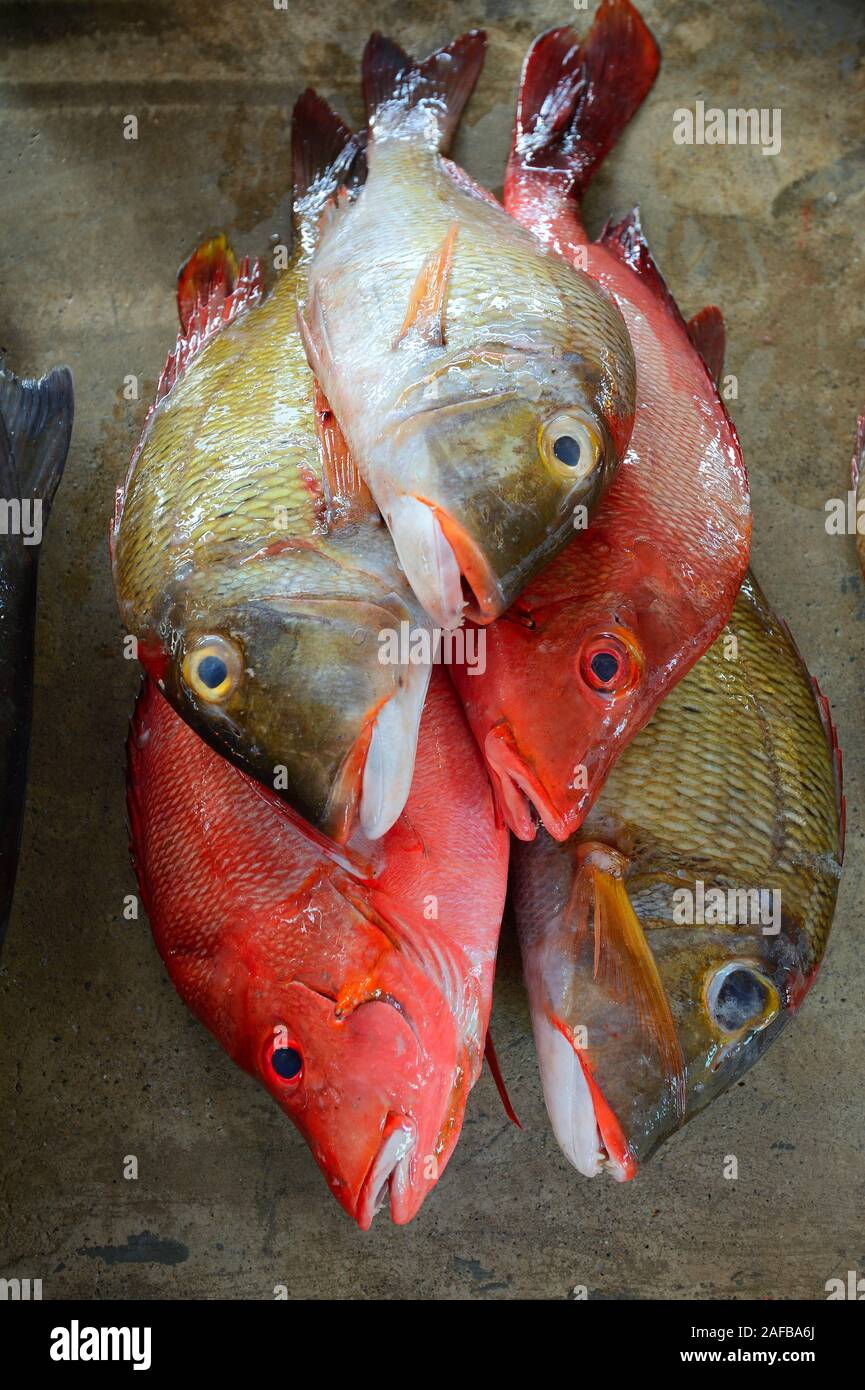 Frisch gefangene Fische zum Verkauf, Fischmarkt im Sir Selwyn Selwyn-Clarke Markt, Victoria, Insel Mahe, Seychellen               Frisch gefangene Fis Stock Photo