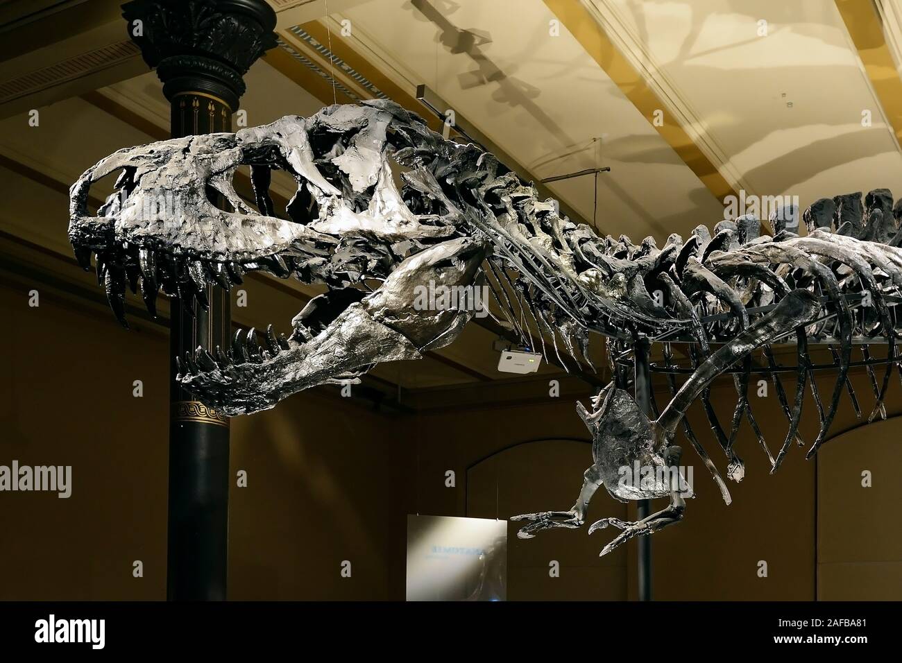 Das weltweit einmalige Skelett des (Tyrannosaurus rex, T. rex), Tristan