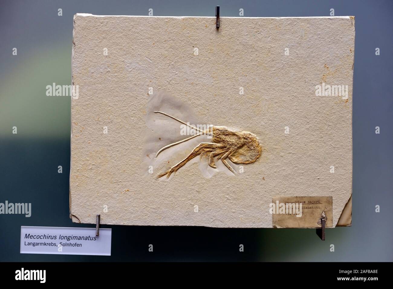 Versteinerung eines Langarm - Krebs, (Mecochirus longimanatus) , Museum für Naturkunde, Naturkundemuseum,  Berlin Stock Photo