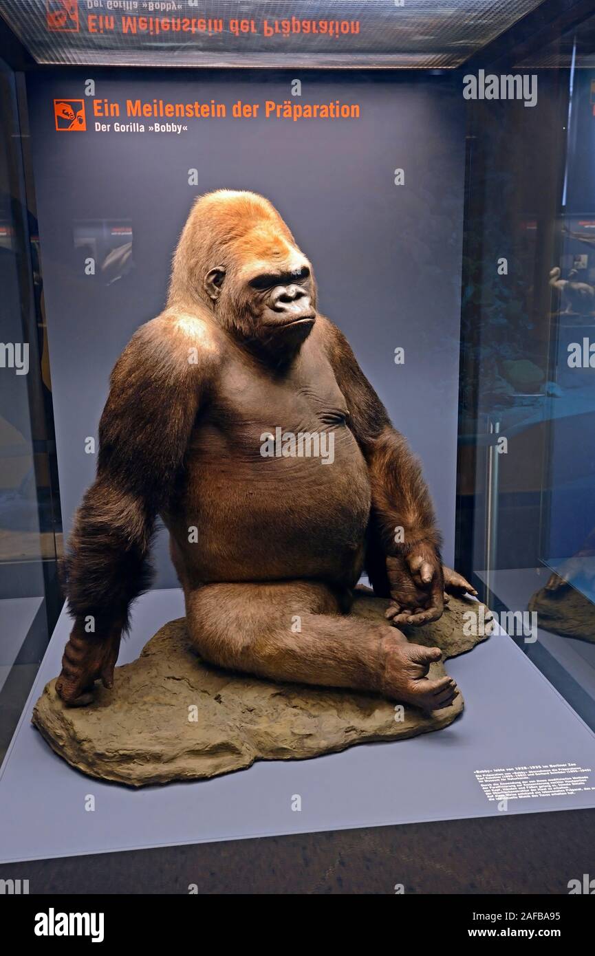 Präparat des Gorilla Bobby (Gorilla), Museum für Naturkunde,  Naturkundemuseum Berlin Stock Photo - Alamy