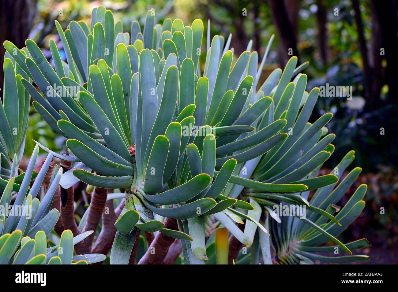 Aloe, (Kumara plicatilis, auch Aloe plicatilis), Südafrika Stock Photo