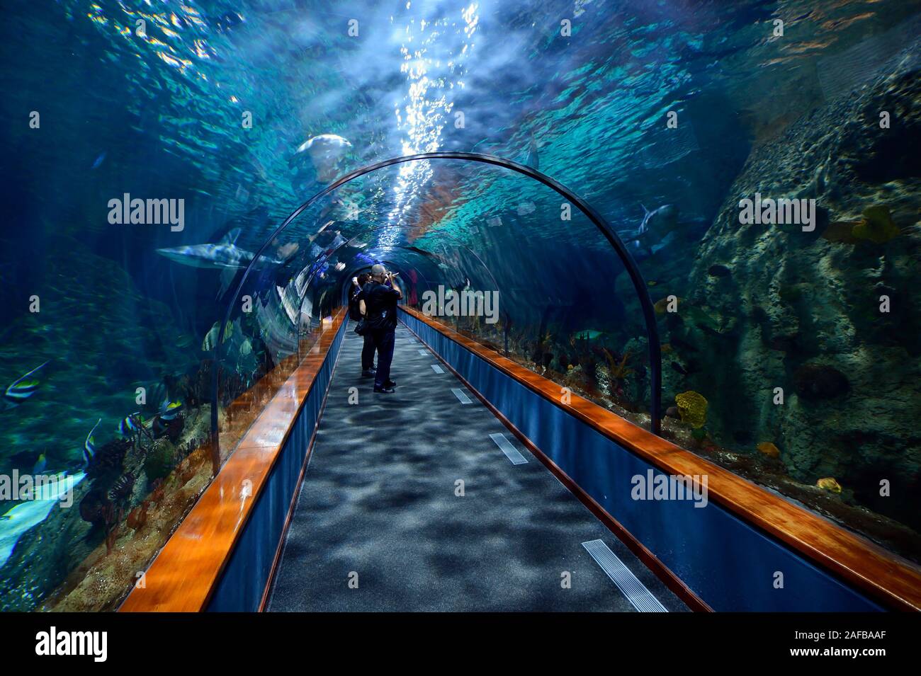 Tunnel durch ein Aquarium im Loro Park, Teneriffa, Kanarische Inseln, Spanien Stock Photo