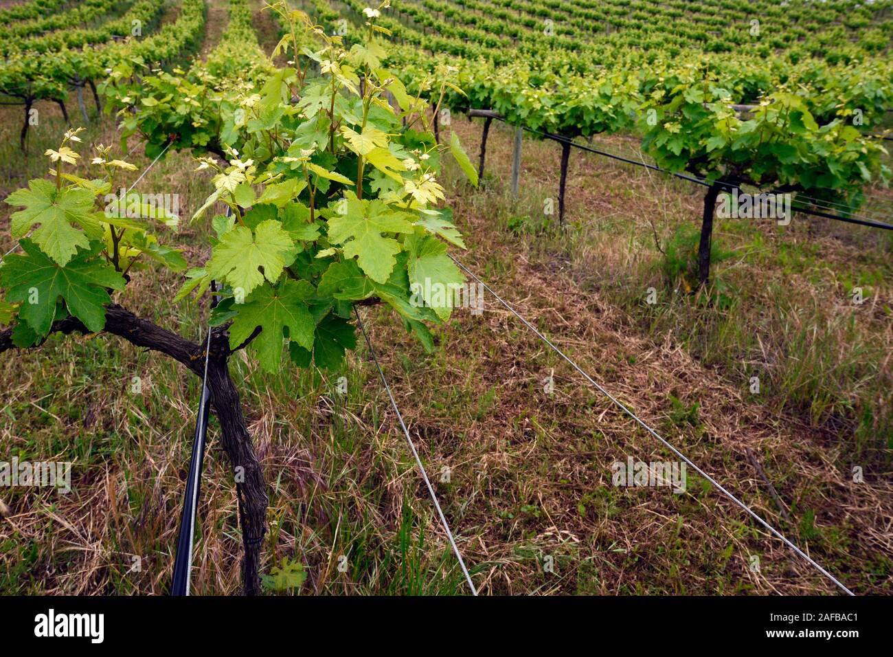 alte Weinstöcke im Orotava-Tal,  Teneriffa, Kanarische Inseln, Spanien Stock Photo