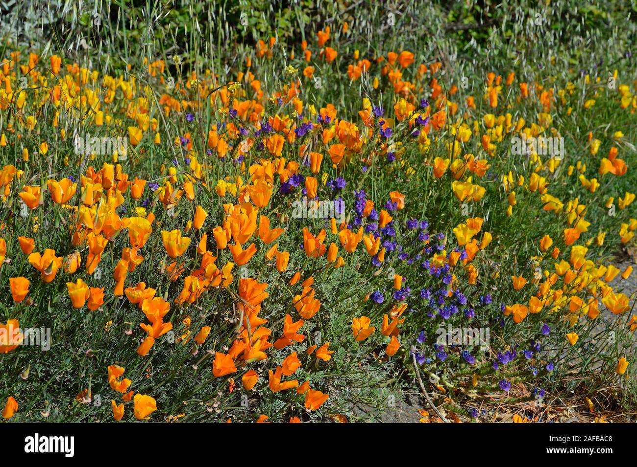 Mohnblüten, Kalifornischer Mohn, Goldmohn (Eschscholzia californica) und Wegerichblättriger Natternkopf (Echium plantagineum), Kanarische Inseln, Tene Stock Photo