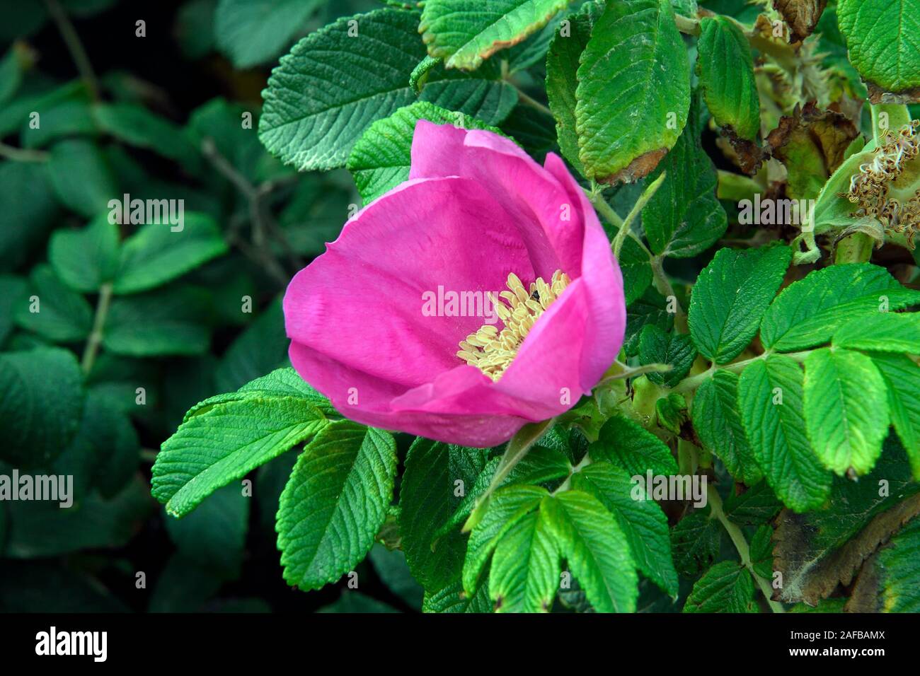 Sylt Rose Stock Photos Sylt Rose Stock Images Alamy
