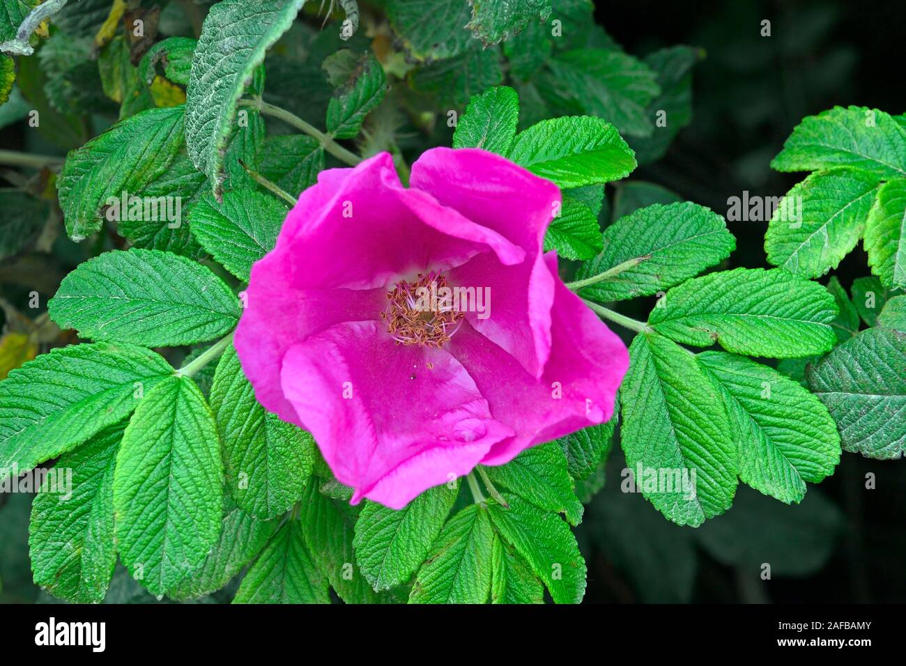 Syltrose hi-res stock photography and images - Alamy