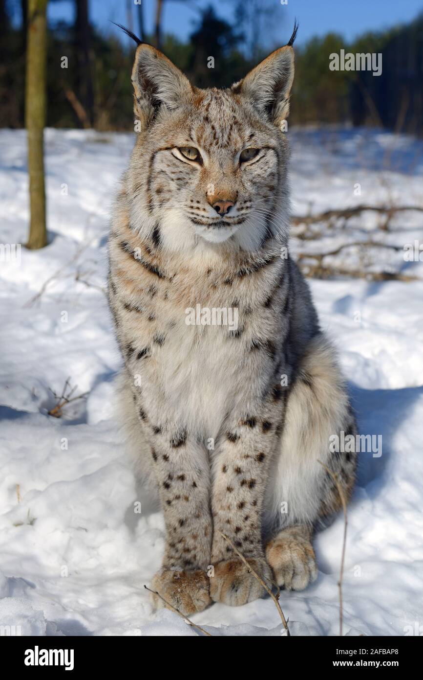 Eurasischer, europaeischer Luchs oder Nordluchs (Lynx lynx) im Schnee im Winter, Brandenburg, Deutschland , Europa Stock Photo