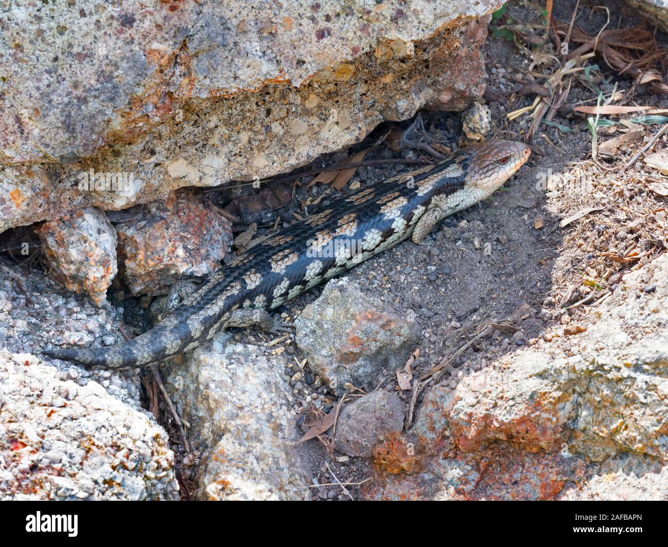 Blotched blue-tongued lizard  Tiliqua nigrolutea summer Stock Photo